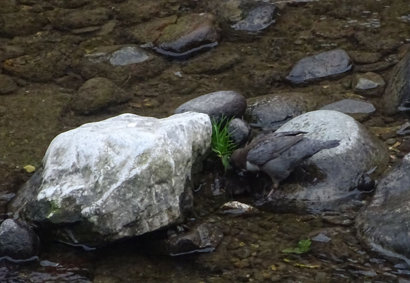 Cinclus cinclus  (Merlo acquaiolo)